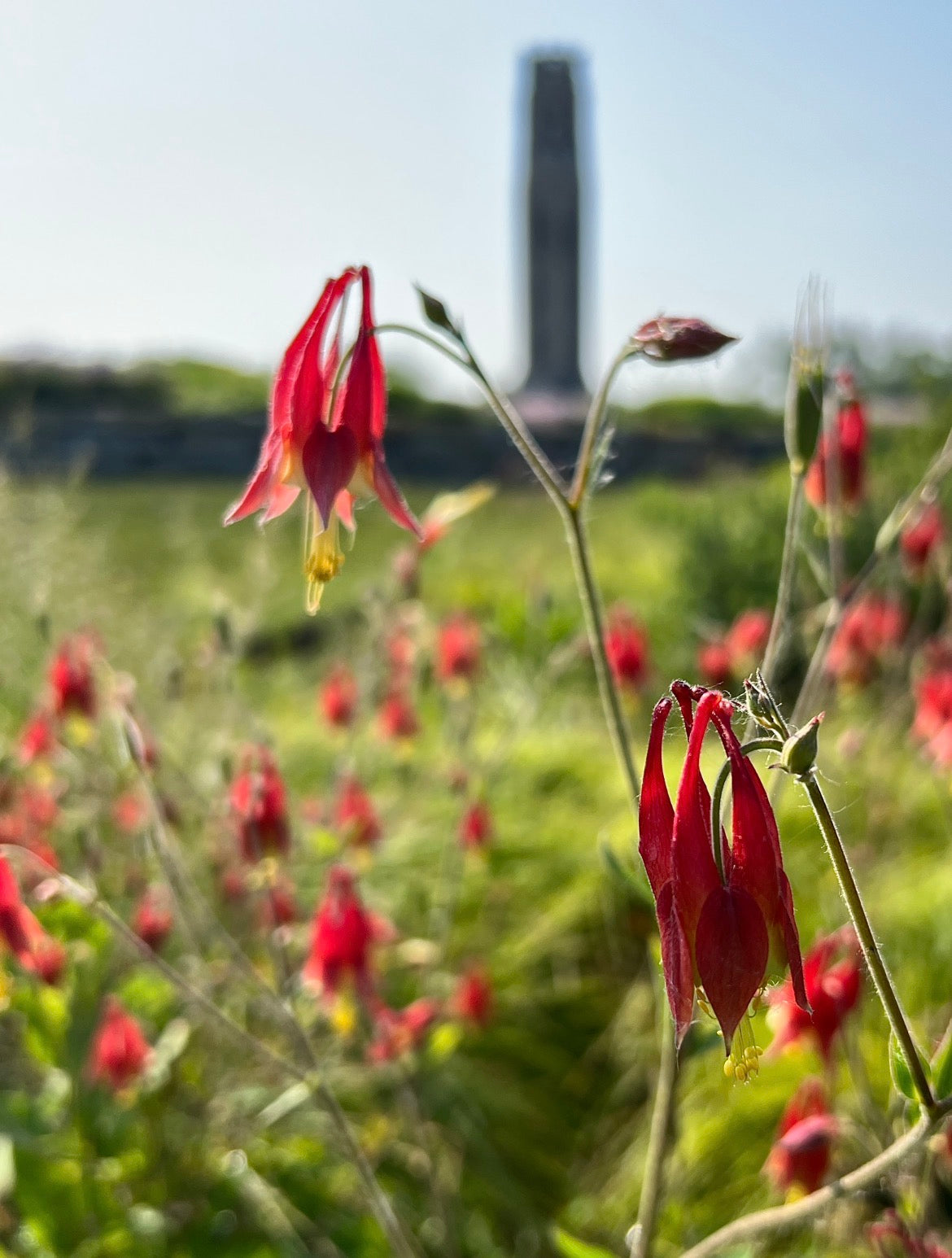 Monarch + Native Columbine Platter